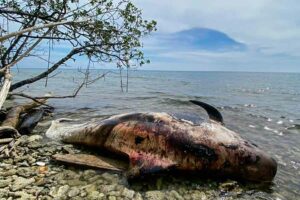 Lagi, Paus Ditemukan Mati di Perairan Raja Ampat