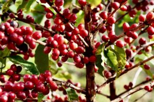 Harga Jual Lebih Tinggi, Sistem Petik Merah Jadi Favorit Petani Kopi