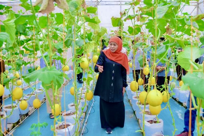 Incip Melon di Green House Masjid Al Akbar, Khofifah: Percontohan Agrikultur Modern