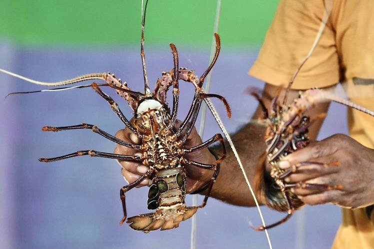 Ratusan Nelayan Beri Dukungan Tertulis Proses Gugatan Ekspor Benur Lobster