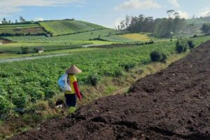 BPS Jateng: Serapan Tenaga Kerja Sektor Pertanian Capai 24 Persen Lebih