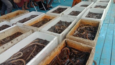 Asosiasi Young Buddhist Indonesia bersama ECOTON, Lepaskan Ribuan Ikan di Kali Surabaya