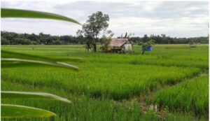 Wujudkan Swasembada Pangan, Pemkab Simeulue Buka Areal Persawahan dengan 7.010 hektare di 10 Kecamatan