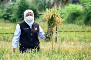 Wow, Surplus Beras Kabupaten Ngawi Tertinggi se Indonesia Meski Saat Paceklik
