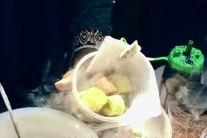 Bahaya Jajanan Ciki Ngebul, Nitrogen Cair Bisa Bikin Lambung Berlubang