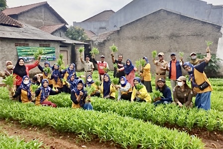 Warga Cilangkap Panen 90 Kilogram Kangkung dari Hasil Urban Farming