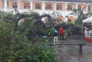 Akhir Cerita Pohon Mangga Raksasa Talijiwo Lawang Sewu yang Tumbang, Ada Gerbang Gaib Dihuni Peri Jelita