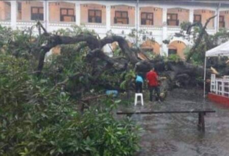 Akhir Cerita Pohon Mangga Raksasa Talijiwo Lawang Sewu yang Tumbang, Ada Gerbang Gaib Dihuni Peri Jelita