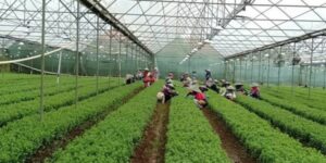 Mentan Yasin Limpo Bersyukur Harga Gabah Naik, Dampak Terhadap Kesejahteraan Petani