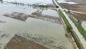 sawah terendam banjir