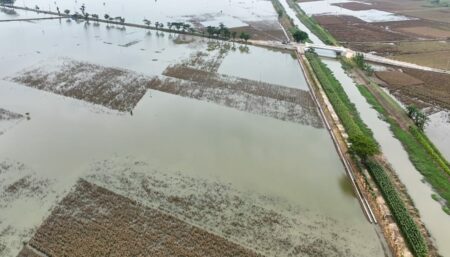 sawah terendam banjir
