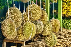 Demam Durian Melanda, Berikut 5 Jenis Durian Khas Asal Jawa Timur