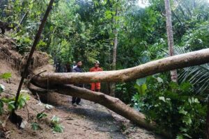 Dampak hujan lebat disertai angin kencang, sebuah pohon besar tumbang di Kabupaten Bantul, Yogyakarta