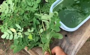 Pohon Ajaib jadi Ramuan Atasi Daun Cabai yang Keriting, Buang Jauh-jauh Pestisida Kimia