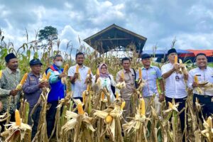 Kelompok Tani Binaan Pertamina EP Jambi Field Panen Raya 3,96 Ton Jagung