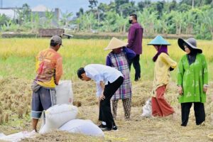 Anggota DPR Nilai Penetapan Harga Gabah oleh Bapanas Tak Rasional