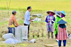 Presiden Jokowi Temui Petani di Seorang yang Sedang Panen Padi