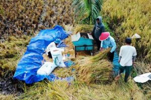 5 Kota dengan Penduduk Terpadat di Jawa Tengah, Peringkat 2 dari Kabupaten Terluas di Provinsinya Ganjar Pranowo pertanian di Indonesia