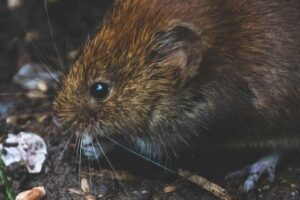 Leptospirosis