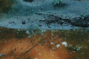 Bakteri Leptospira dapat hidup dalam air yang terkontaminasi oleh urin hewan yang terinfeksi