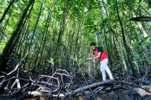 Ecoeduwisata Bandar Bakau dan Jaga Konservasi Mangrove di Pesisir Riau