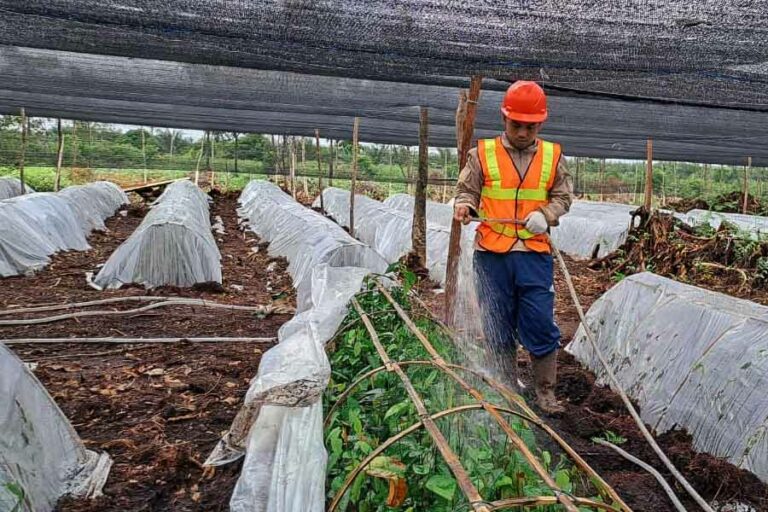 Progress penanaman sudah mencapai 2.150 batang pohon untuk areal seluas 3 hektar (foto: istimewa)
