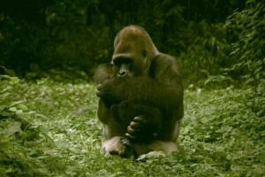 H-1 Lebaran Pemerintah, 3.722 Pengunjung Padati Ragunan Gorila, satwa andalan jenis primata di Kebun Binatang Ragunan, Jakarta (foto: Alvensia Angela, unsplash)