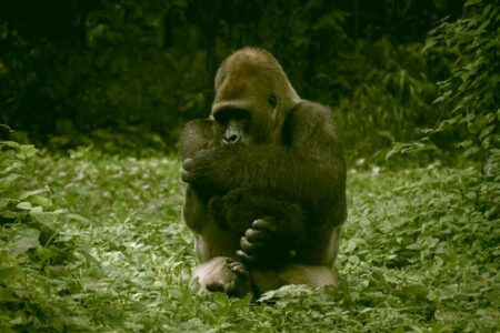 H-1 Lebaran Pemerintah, 3.722 Pengunjung Padati Ragunan Gorila, satwa andalan jenis primata di Kebun Binatang Ragunan, Jakarta (foto: Alvensia Angela, unsplash)