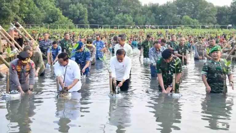 Presiden Jokowi saat menghadiri Puncak Penanaman Mangrove Nasional secara Serentak oleh Jajaran TNI di Seluruh Indonesia Tahun 2023, di Taman Wisata Alam (TWA) Angke Kapuk, Jakarta (foto: dok BPMI Setpres)