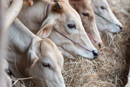 Puluhan Sapi di Lampung Selatan Terpapar Lumpy Skin Disease Ilustrasi peteranakan sapi (foto: pixabay)