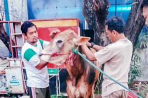 Jelang Idul Adha, Takmir Masjid Stikosa AWS Gelar Pelatihan Juleha Petugas penyembelihan hewan kurban sedang menyiapkan diri