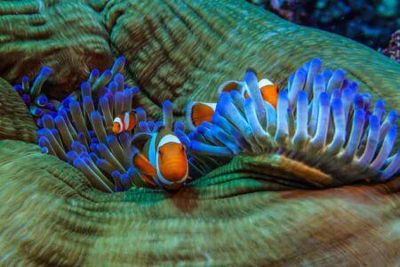 Membidik Peluang Ekspor Ikan Hias ke Arab Saudi Ilustrasi ikan hias (foto: Adrian Jakob, unsplash)