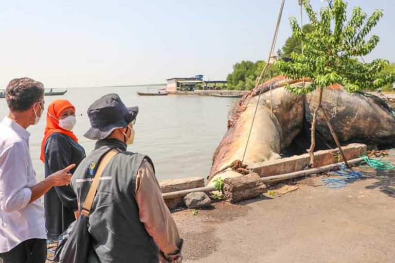 Gubernur Khofifah meninjau proses evakuasi bangkai ikan Paus Balin