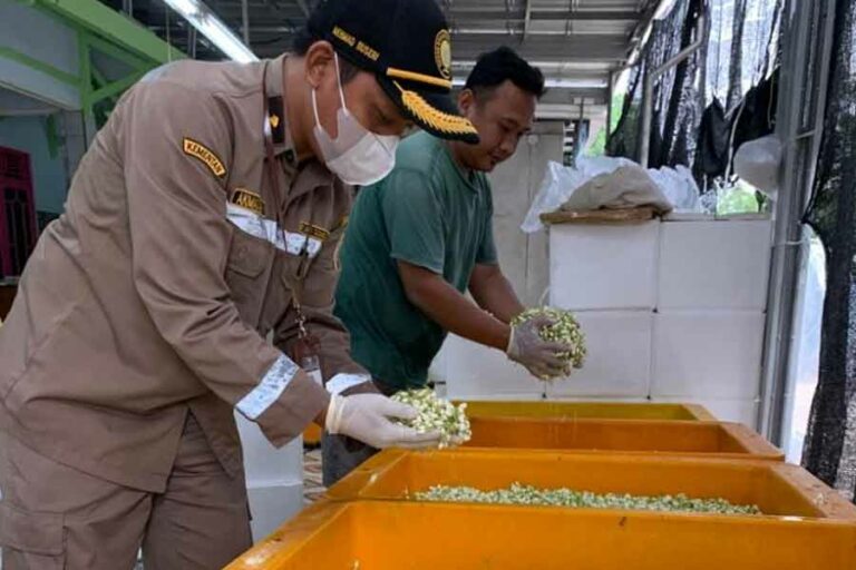 Bunga melati dengan nama latin Jasminum sambac menjadi primadona masyarakat lokal hingga pasar internasional