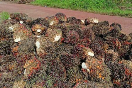 Hasil perkebunan sawit (foto: istimewa)