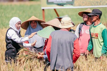 Gubernur Khofifah Indar Parawansa melakukan panen raya padi varietas Inpari 32 di Desa Soso, Kecamatan Gandusari, Kabupaten Blitar