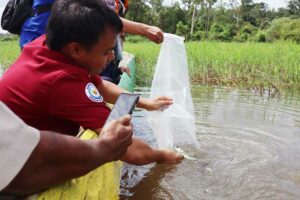 Kementerian Kelautan dan Perikanan (KKP) melepasliarkan 223 ekor Arwana Jardini (Scleropages jardinii) di Kampung Kweell, Distrik Eligobel, Kabupaten Merauke, Provinsi Papua Selatan.