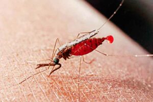 Tanggapi Kasus Malaria, Kemenkes: Bukan di IKN tapi Perbatasan Kabupaten Penajam Paser Utara Nyamuk penyebab malaria (foto: dok kemkes)