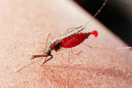 Nyamuk penyebab malaria (foto: dok kemkes)