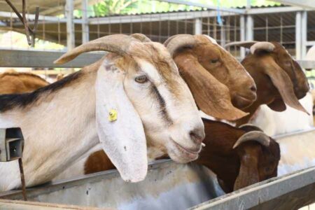 Proyeksi kebutuhan hewan kurban di Jawa Timur mencakup 56.851 ekor sapi, 211.951 ekor kambing, 35.291 ekor domba, dan 13 ekor kerbau.