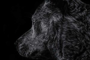 Ilustrasi anjing liar (foto: Matej, pexels)