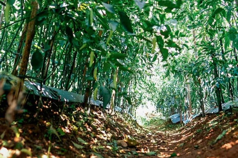 Peralihan dari tembakau ke horti cabai memberi dampak perekonomian bagi masyarakat