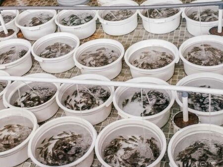 Bantuan benih ikan kerapu cantang berkualitas tersebut disalurkan untuk menstimulus kegiatan budidaya yang ada
