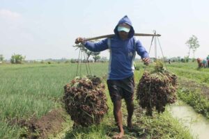 Petani bawang Brebes (foto: istimewa)