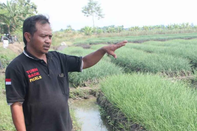 Petani bawang Brebes (foto: istimewa)
