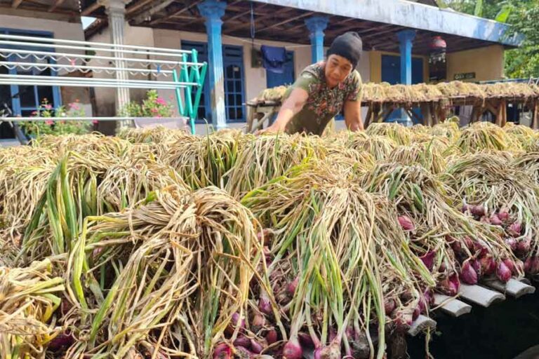 Petani bawang Brebes (foto: istimewa)