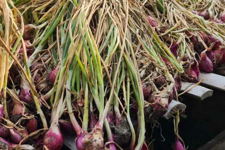 Petani bawang Brebes (foto: istimewa)