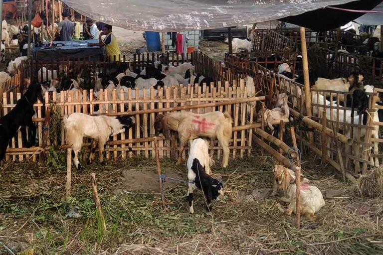 Suasana di tempat penjualan hewan kurban di kawasan Gunung Anyar, Surabaya (foto: Hendro D. Laksono, pilar.id)
