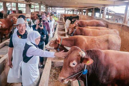 Gubernur Khofifah saat meninjau kandang hewan kurban di Dusun Pilanggot, Desa Wonokromo, Kecamatan Tikung, Kabupaten Lamongan, Jawa Timur