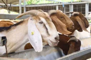 Tips Memilih dan Menyembelih Hewan Kurban dengan Benar, Ini Penjelasan Dosen UGM Ilustrasi hewan kurban (foto: istimewa)